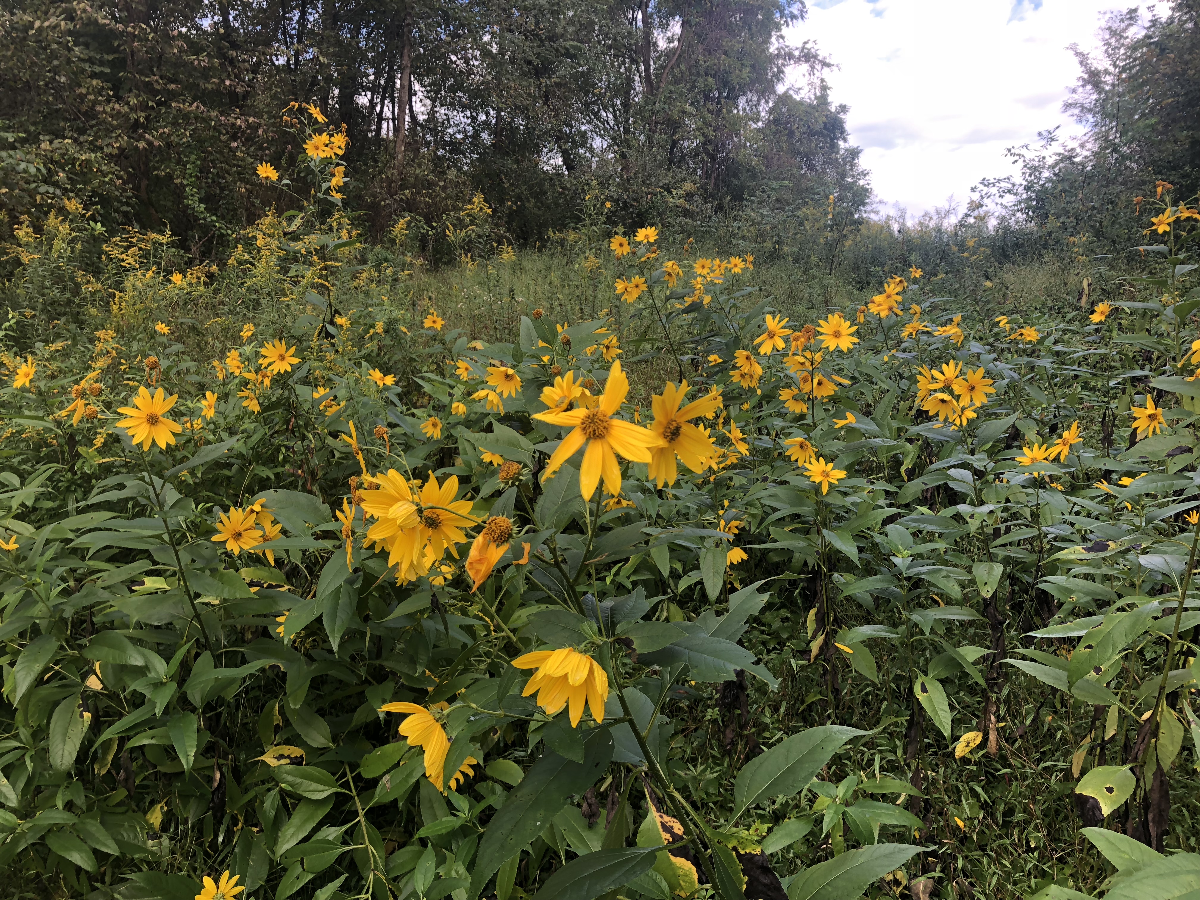 Manassas Gap Shelter to Tom Floyd Wayside, 14 mi (AT 1223)